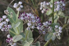 Calotropis procera